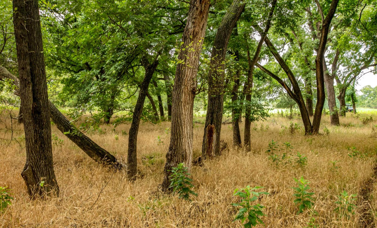 Procter P7 Lampasas River Ranch Chas S. Middleton